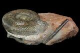 Ammonite (Parkinsonia) With Belemnites - Germany #92456-3
